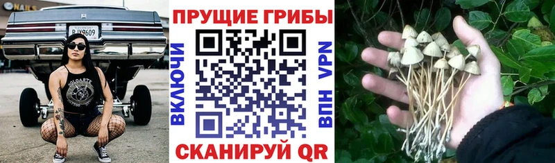 Псилоцибиновые грибы MAGIC MUSHROOMS  Валдай 